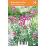 Anemoon (anemone multifida "Annabella Deep Rose") zomerbloeier