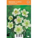 Anemoon (anemone multifida "Annabelle White") zomerbloeier
