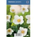 Anemoon (anemone sylvestris) schaduwplant