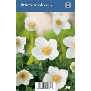 Anemoon (anemone sylvestris) schaduwplant