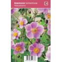 Herfstanemoon (anemone tomentosa "Robustissima") najaarsbloeier