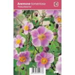 Herfstanemoon (anemone tomentosa "Robustissima") najaarsbloeier
