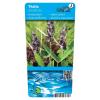 Thalia (Thalia dealbata) moerasplant (10-stuks)