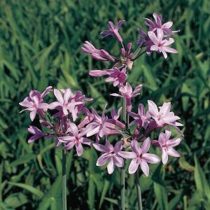 Tulbaghia (Tulbaghia violacea) moerasplant (6-stuks)