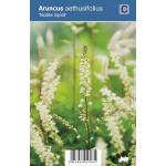 Geitenbaard (aruncus aethusifolius "Noble Spirit") schaduwplant