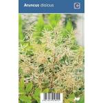 Geitenbaard (aruncus dioicus) schaduwplant