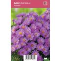 Aster (aster dumosus "Anneke") najaarsbloeier