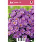 Aster (aster dumosus "Anneke") najaarsbloeier