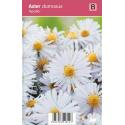 Aster (aster dumosus "Apollo") najaarsbloeier
