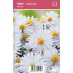 Aster (aster dumosus "Apollo") najaarsbloeier