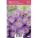 Aster (aster dumosus "Herbstgruss vom Bresserhof") najaarsbloeier