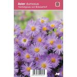 Aster (aster dumosus "Herbstgruss vom Bresserhof") najaarsbloeier