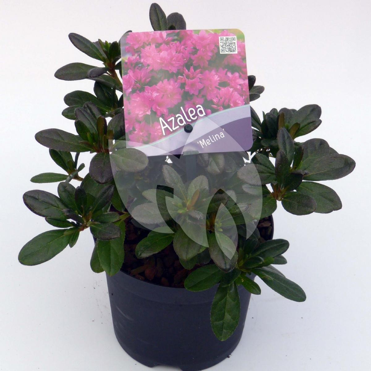 Plantenwinkel.nl Rododendron (Rhododendron Japonica 