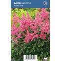 Pluimspirea (astilbe arendsii "Astary Pink") schaduwplant 