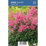 Pluimspirea (astilbe arendsii "Astary Pink") schaduwplant 