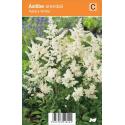 Pluimspirea (astilbe arendsii "Astary White") zomerbloeier