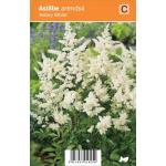 Pluimspirea (astilbe arendsii "Astary White") zomerbloeier