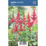 Pluimspirea (astilbe arendsii "Fanal") schaduwplant