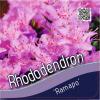 Dwerg rododendron (Rhododendron "Ramapo") heester