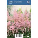 Pluimspirea (astilbe simplicifolia "Sprite") schaduwplant