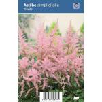 Pluimspirea (astilbe simplicifolia "Sprite") schaduwplant
