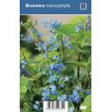 Kaukasisch vergeet-mij-nietje (brunnera macrophylla) schaduwplant