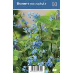 Kaukasisch vergeet-mij-nietje (brunnera macrophylla) schaduwplant