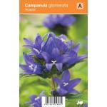 Klokjesbloem (campanula glomerata "Acaulis") zomerbloeier