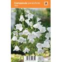 Klokjesbloem (campanula persicifolia "Alba") zomerbloeier