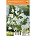 Klokjesbloem (campanula persicifolia "Alba") zomerbloeier