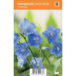 Klokjesbloem (campanula persicifolia "Coerulea") zomerbloeier
