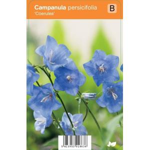 Klokjesbloem (campanula persicifolia "Coerulea") zomerbloeier
