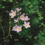 Waterviolier (Hottonia palustris) zuurstofplant (10-stuks)