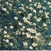 Fijne waterranonkel (Ranunculus aquatilis) zuurstofplant (10-stuks)