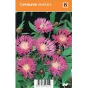 Korenbloem (centaurea dealbata) zomerbloeier