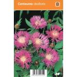 Korenbloem (centaurea dealbata) zomerbloeier