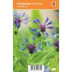 Korenbloem (centaurea montana "Grandiflora") zomerbloeier