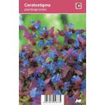 Loodkruid (ceratostigma plumbaginoides) najaarsbloeier