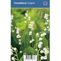 Lelietje-van-dalen (convallaria majalis) schaduwplant