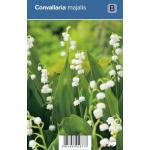 Lelietje-van-dalen (convallaria majalis) schaduwplant