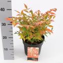 Hemelse bamboe (Nandina domestica &ldquo;Gulfstream&rdquo;) heester