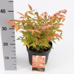 Hemelse bamboe (Nandina domestica &ldquo;Gulfstream&rdquo;) heester