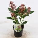 Skimmia (Skimmia Japonica &ldquo;Bonfire&rdquo;&reg;) heester