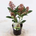 Skimmia (Skimmia Japonica &ldquo;Bonfire&rdquo;&reg;) heester