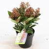 Skimmia (Skimmia Japonica &ldquo;Bonfire&rdquo;&reg;) heester