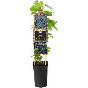 Druif (blauw) (Vitis "Boskoop Glory") klimplant Druif (blauw) (Vitis "Boskoop Glory") klimplant