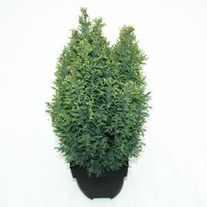 Schijncipres (Chamaecyparis lawsoniana "Snow White") conifeer Schijncipres (Chamaecyparis lawsoniana "Snow White") conifeer