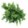 Schijncipres (Chamaecyparis obtusa "Drath") conifeer