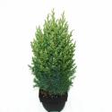 Chinese jeneverbes (Juniperus Chinensis "Stricta") conifeer