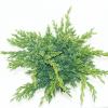 Jeneverbes (Juniperus squamata "Blue Swede") conifeer